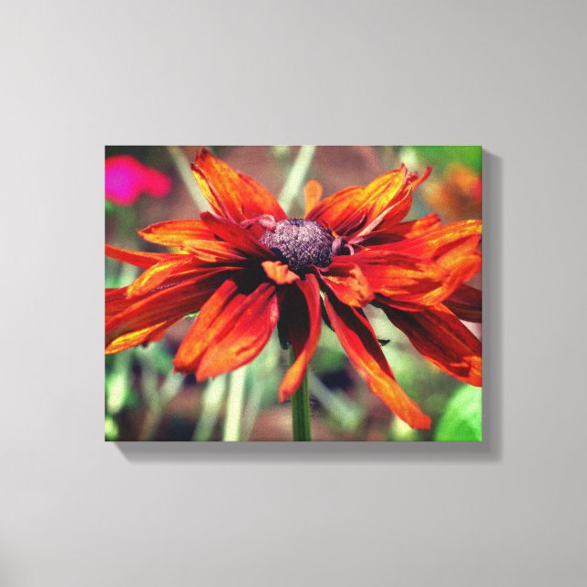 Lienzo Naranja Black Eyed Susan Flower Close (Anverso)