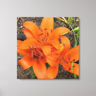 Lienzo Naranja brillante Daylily Photo Canvas Art