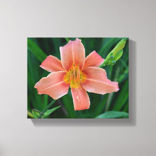 Lienzo Naranja Daylily Canvas