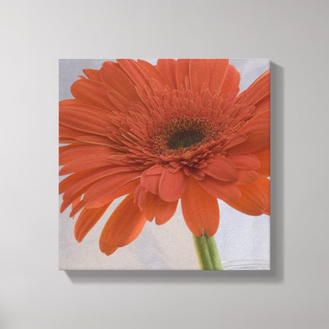 Lienzo Naranja Gerber Daisy Flower (Anverso)