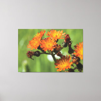 Lienzo Naranja Hawkweed - Fotografía de cosas salvajes