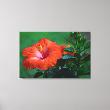 Naranja Hibiscus Stretching Canvas Print