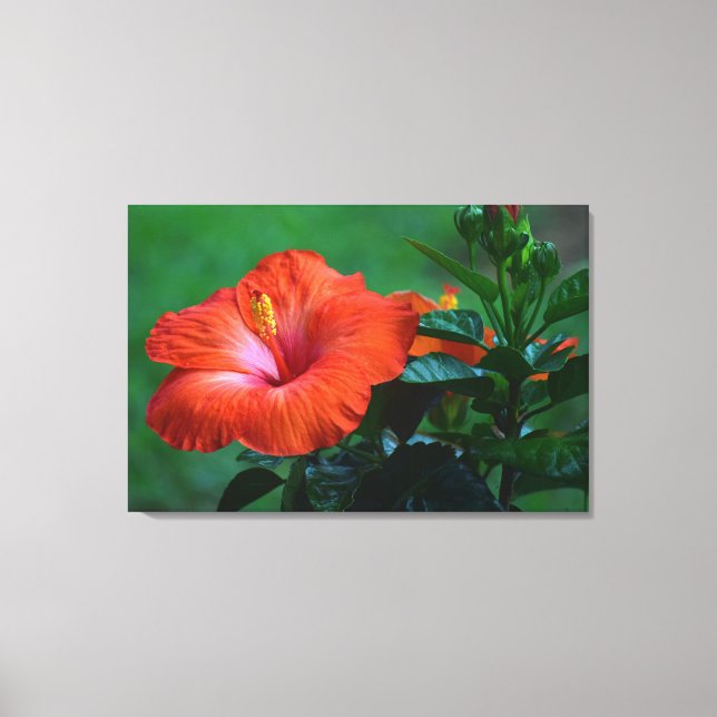 Lienzo Naranja Hibiscus Stretching Canvas Print (Anverso)