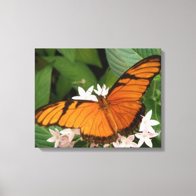 Lienzo Naranja Julia Butterfly Canvas Print (Anverso)