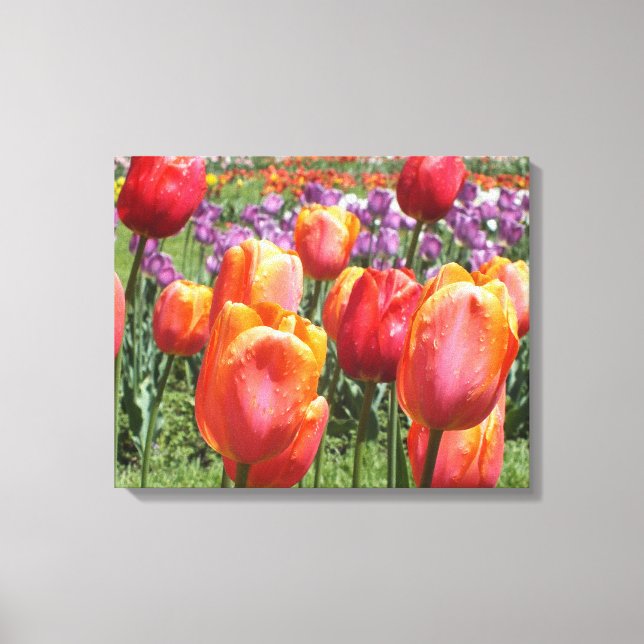 Lienzo Naranja Tulips En Elizabeth Park Wraped Canvas (Anverso)