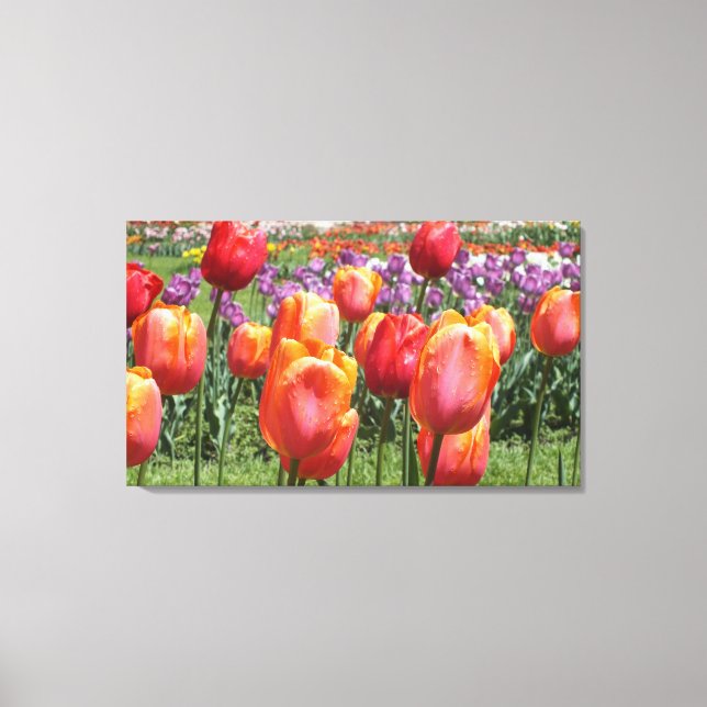 Lienzo Naranja Tulips En Elizabeth Park Wraped Canvas (Anverso)