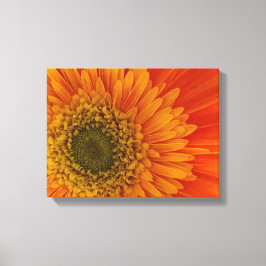 Lienzo Naranja vibrante Gerbera Daisy StretchedCanvas Pri