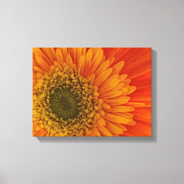 Lienzo Naranja vibrante Gerbera Daisy StretchedCanvas Pri (Anverso)