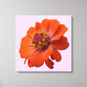 Lienzo Naranja Zinnia Wildflower Naturaleza Floral