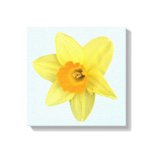 Narciso de primavera amarillo