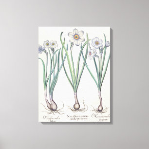 Lienzo Narcisos: purpureus del medio del maximus