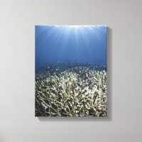 Natación de peces sobre el arrecife muerto