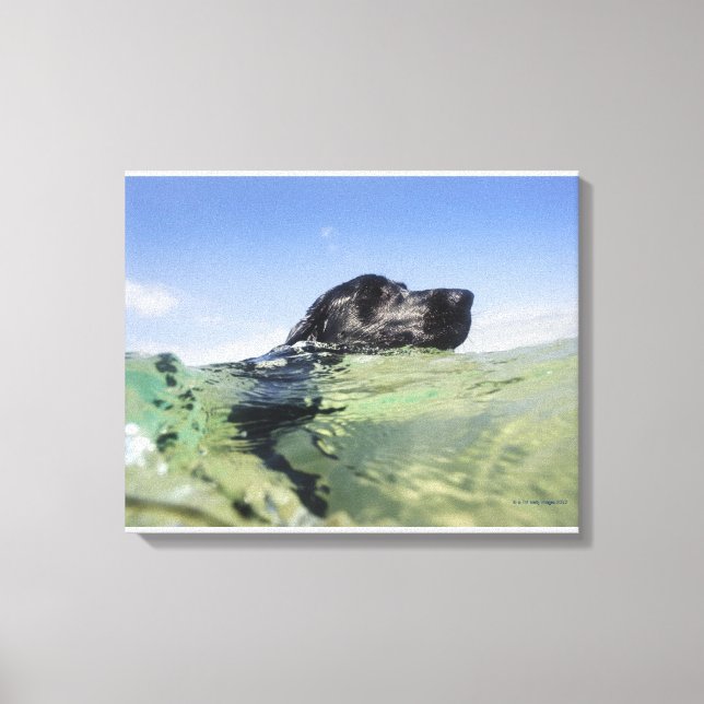 Lienzo Natación de perro en el agua (Anverso)