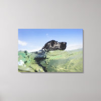 Natación de perro en el agua