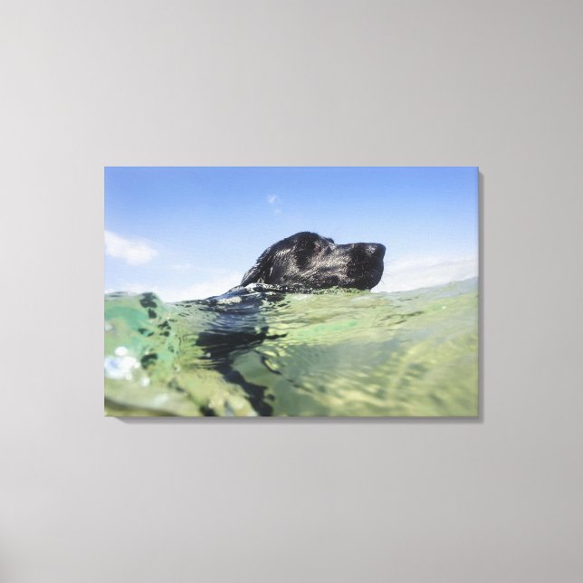 Lienzo Natación de perro en el agua (Anverso)