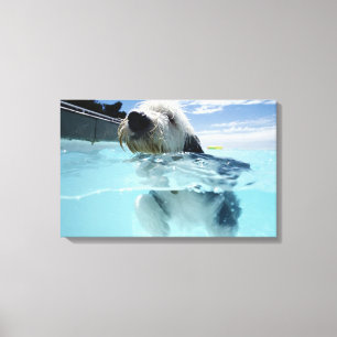 Lienzo Natación del perro en una piscina