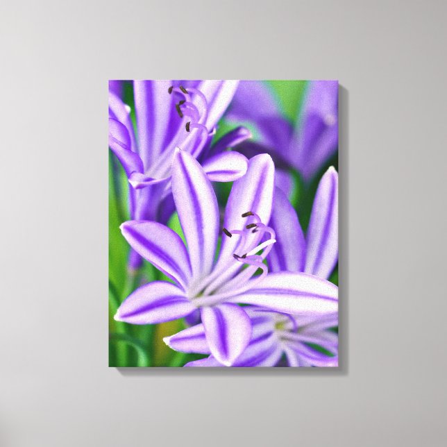 Lienzo Naturaleza de la Bonito de flores de margarita afr (Anverso)