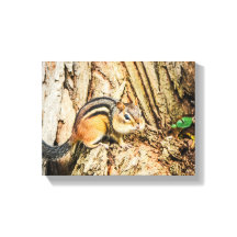 Naturaleza de los animales salvajes Cute Chipmunk