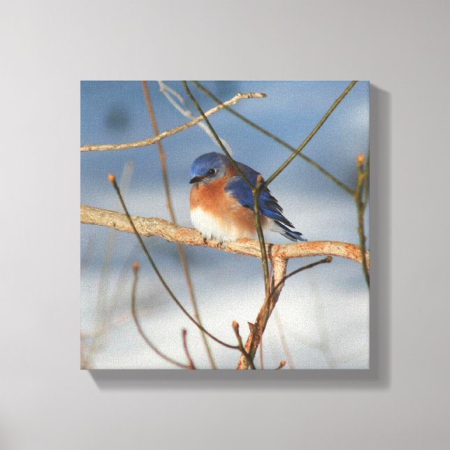 Lienzo Naturaleza de Winter Bluebird (Anverso)