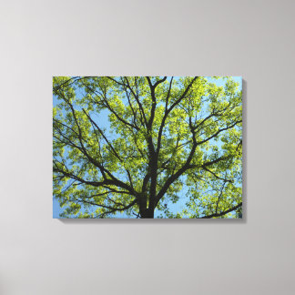 Lienzo Naturaleza vibrante del roble de primavera