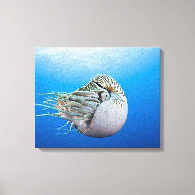 Lienzo Nautilus (Nautilus pompilius), Gran Bar (Anverso)
