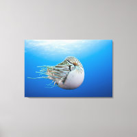 Nautilus (Nautilus pompilius), Gran Bar