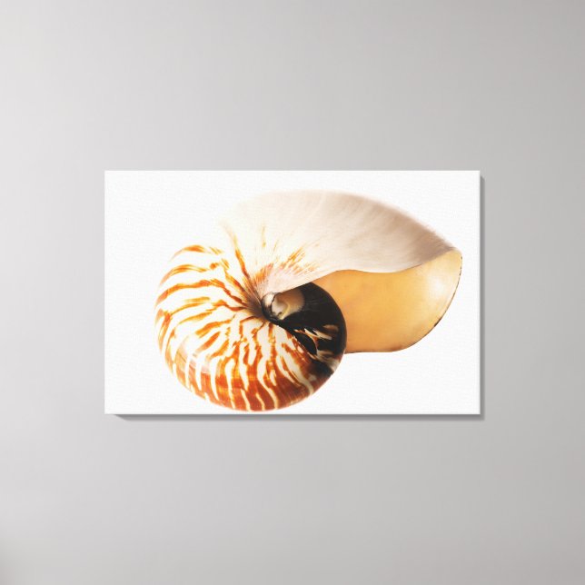 Lienzo Nautilus seashell (Nautilus stenomphalus) (Anverso)