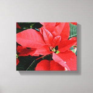 Lienzo Navidades rojos brillantes Poinsettia