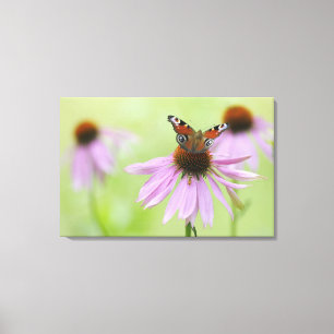 Lienzo Néctar de consumición de la mariposa de pavo rea