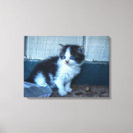 Lienzo Negro + Gatito Blanco