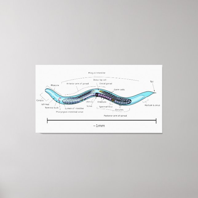 Lienzo Nematodo hermafrodita Caenorhabditis elegans (Anverso)