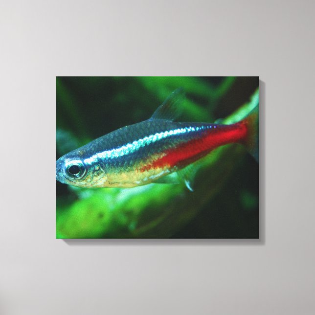 Lienzo Neon Tetra Fish Paracheirodon Innesi (Anverso)