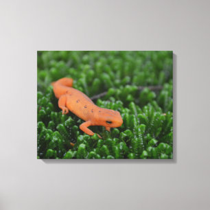 Lienzo Newt manchado rojo del este