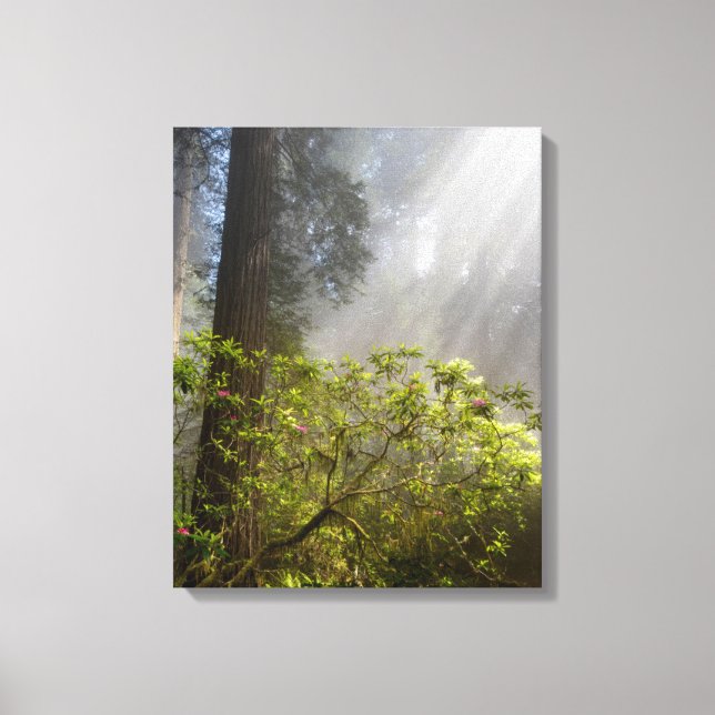 Lienzo Niebla matutina en Rhododendron (Anverso)