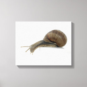 Lienzo Normalsnail