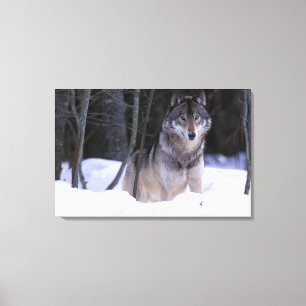 Lienzo Norteamérica, Canadá, Canadá Oriental, Lobo gris