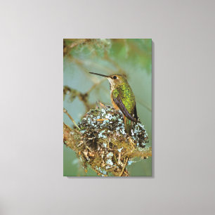 Lienzo Norteamérica, EE. UU., Alaska. Colibrí rufo