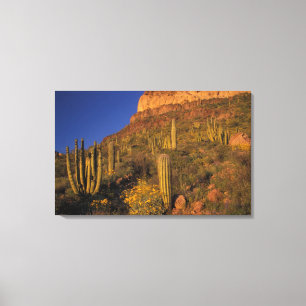 Lienzo Norteamérica, EE. UU., Arizona, Organ Pipe Cactus