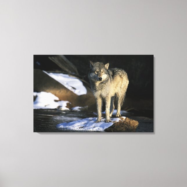 Lienzo Norteamérica, EE. UU., Minnesota. Lobo (Canis (Anverso)