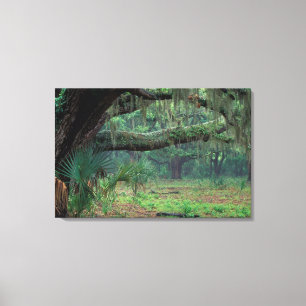 Lienzo Norteamérica, Estados Unidos, Georgia, Cumberland