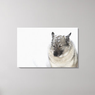 Lienzo Noruego Elkhound