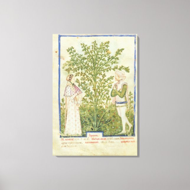 Lienzo Nov Acq Lat Celery, de 'Tacuinum Sanitatis' (Anverso)