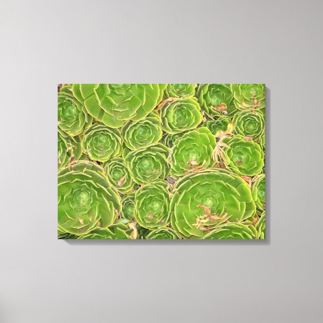 Lienzo Nueva Zelanda, Isla del Sur. Suculento. (Anverso)