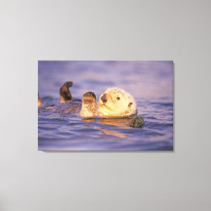 Lienzo Nutrias marinas, Enhydra lutris