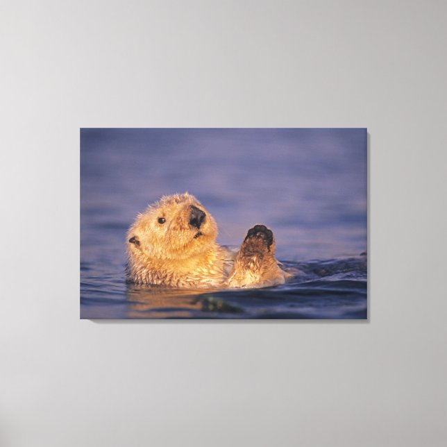 Lienzo Nutrias marinas, Enhydra lutris 2 (Anverso)