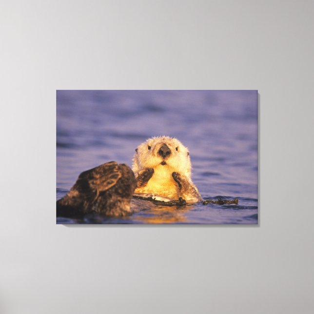 Lienzo Nutrias marinas, Enhydra lutris 5 (Anverso)