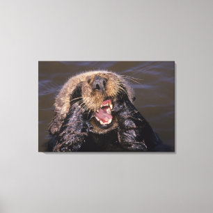 Lienzo Nutrias marinas, Enhydra lutris 6