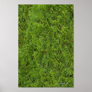 Lienzo o Póster de Fondo de Árbol de Hoja Perenne