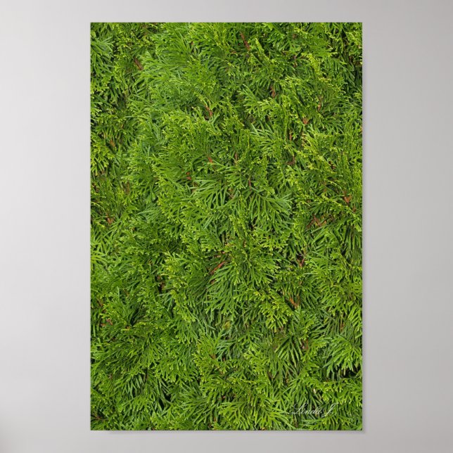 Lienzo o Póster de Fondo de Árbol de Hoja Perenne (Frente)