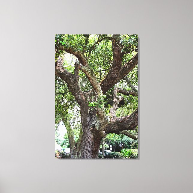 Lienzo Oak Tree In The Park 7659 Jacksonville, Florida (Anverso)